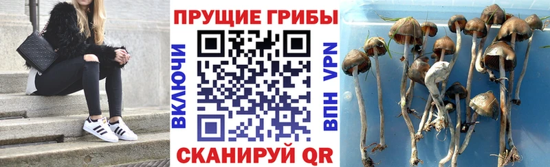 Купить закладки  Кунгур  Псилоцибиновые грибы Magic Shrooms 